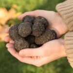 truffles1